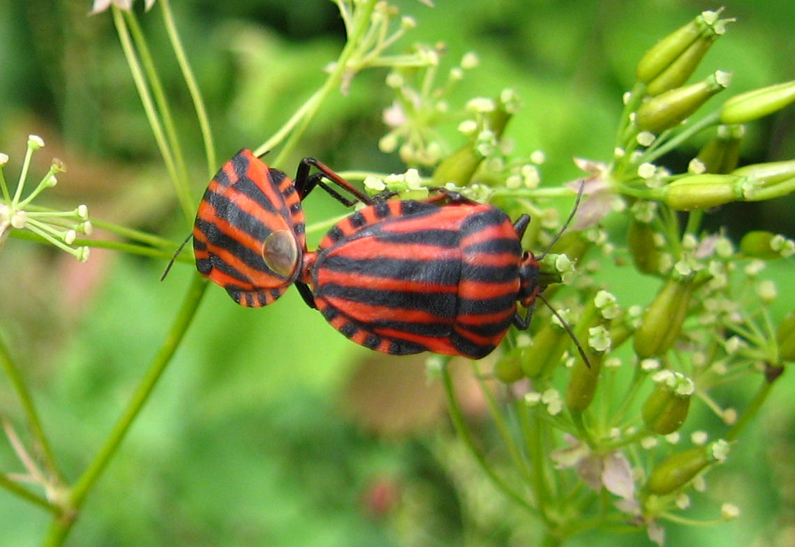 Heteroptera del 